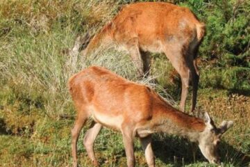 Do Deer Eat Hay? What Hunters Should Know