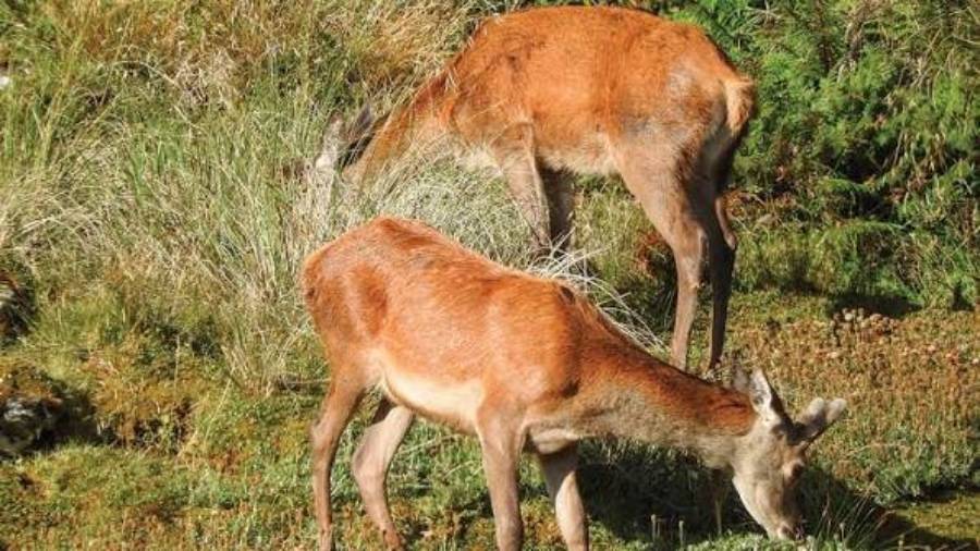 do deer eat hay