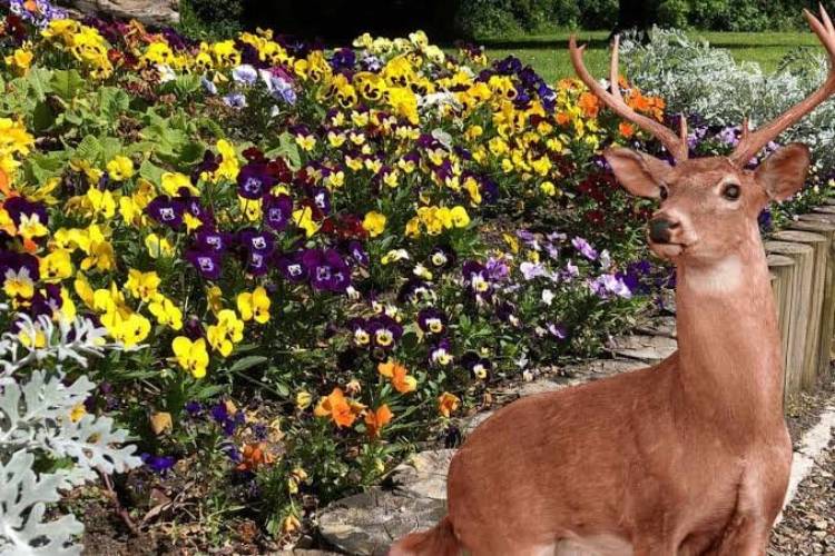 do deer eat pansies