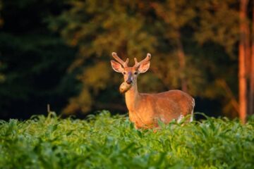 Do Deer Eat Potatoes? What Hunters Should Know