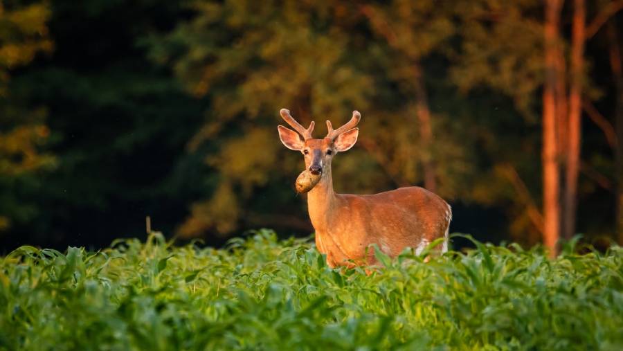 do deer eat potatoes