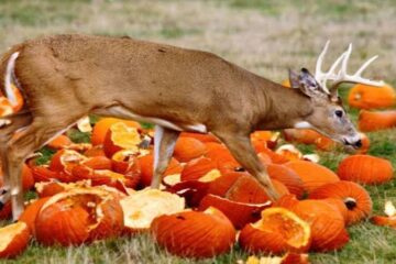 Do Deer Eat Pumpkins? What Hunters Should Know