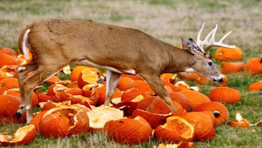 do deer eat pumpkins