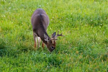 Do Deer Eat Ryegrass? Benefits for Deer Food Plots