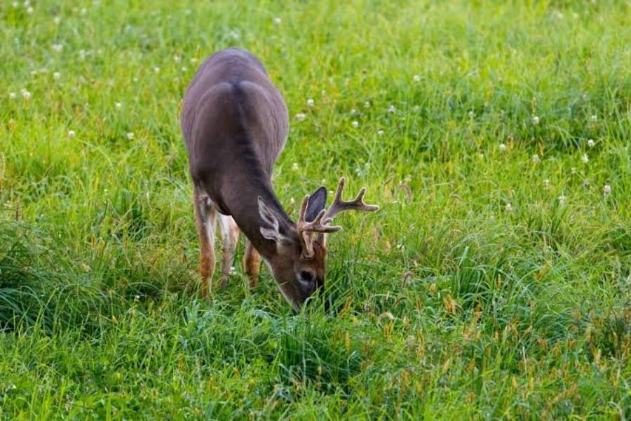 do deer eat ryegrass