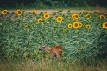 Do Deer Eat Sunflowers? What Hunters Should Know