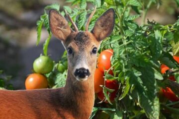 Do Deer Eat Tomatoes? What Parts Do They Eat?