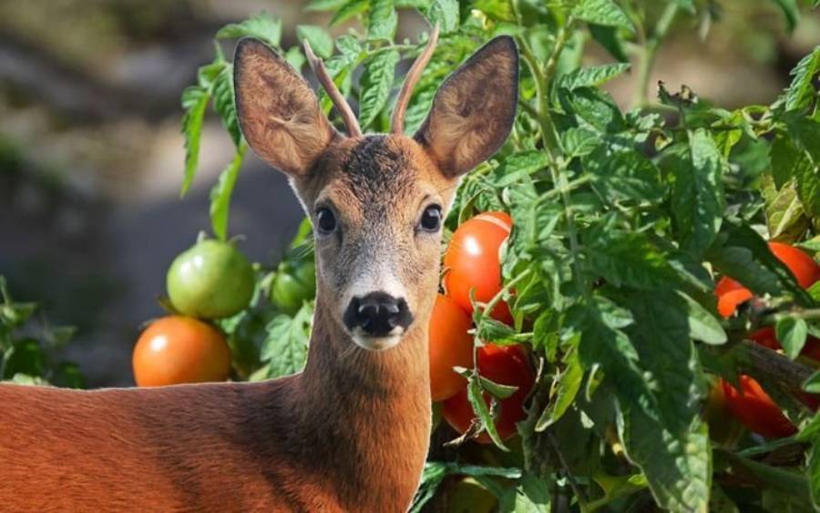 do deer eat tomatoes