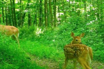 Do Deer Get Used to Trail Cameras?