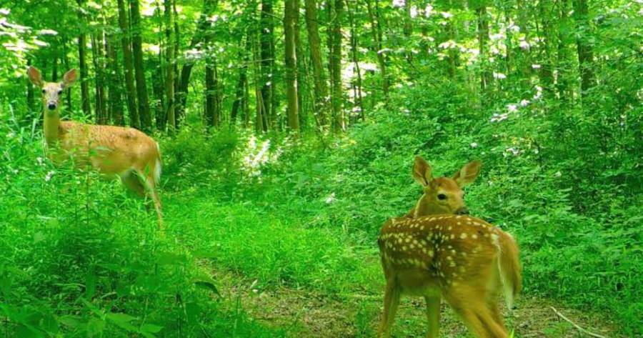 do deer get used to trail cameras