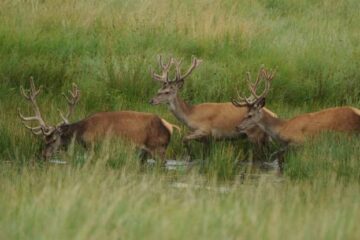 Do Deer Have a Social Hierarchy? How Dominance Works