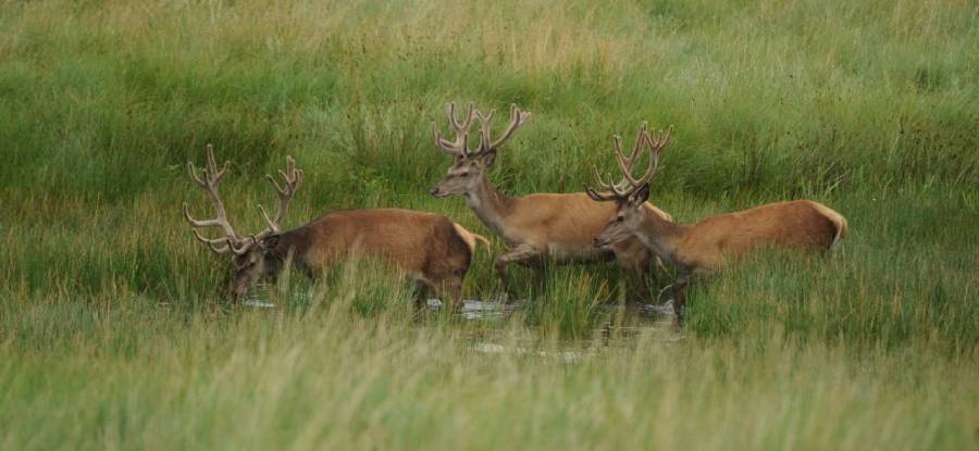 do deer have a social hierarchy
