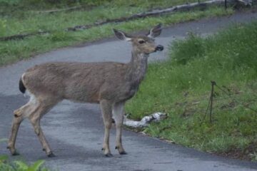Do Deer Have Hooves? Deer Hooves & Tracks Explained