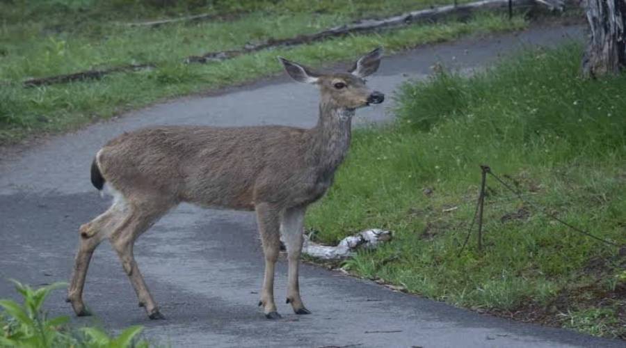 do deer have hooves