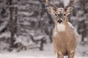 Do Deer Hibernate? What Deer Do in Winter