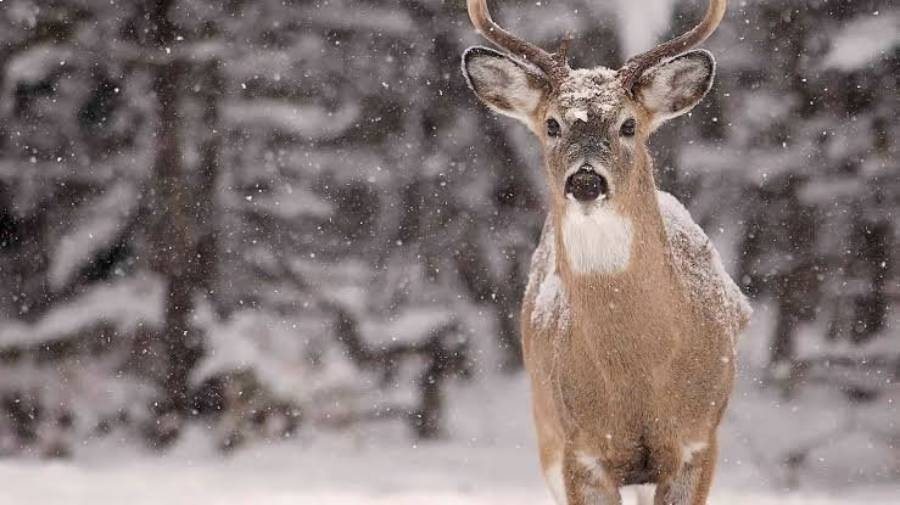 do deer hibernate