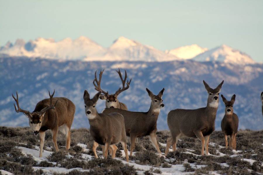 do deer inherit migration routes from their mothers