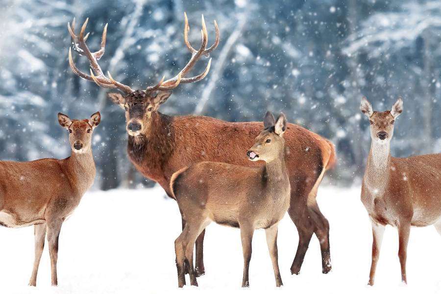 do deer migrate in winter