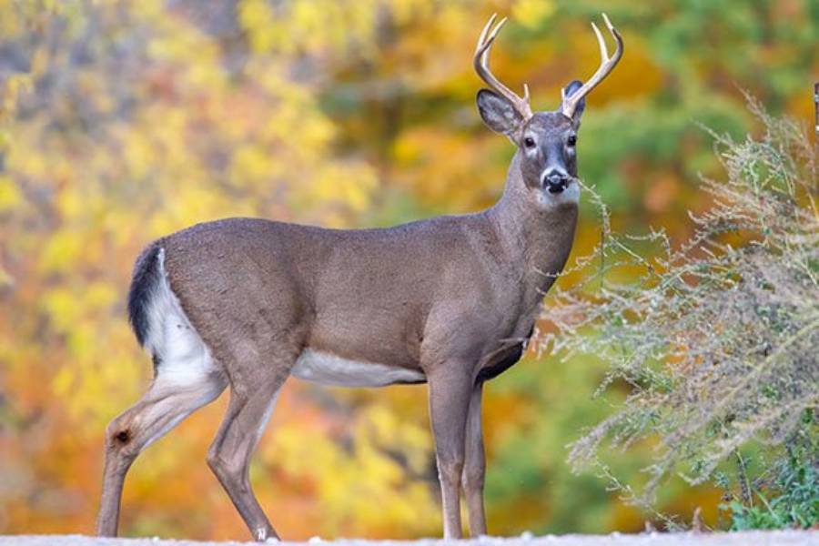 do deer mourn other deer