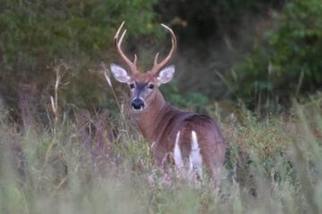 Do Deer Move Differently on Public Land?