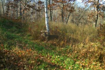 Do Deer Prefer North or South Facing Slopes?