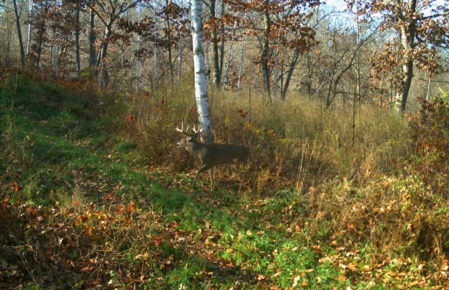 do deer prefer north or south facing slopes