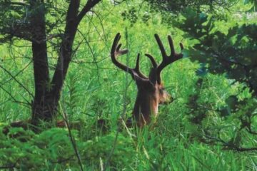 Do Deer Prefer Thick Cover? What Hunters Should Know