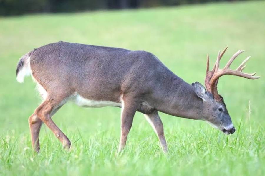 do deer react to human footprints