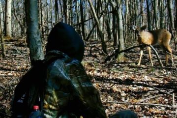 Do Deer Recognize Individual Humans?