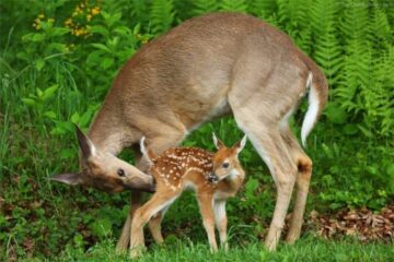Do Deer Recognize Their Offspring? Doe-Fawn Behavior