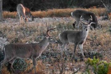 Do Deer Remember Being Shot At? What Hunters Should Know