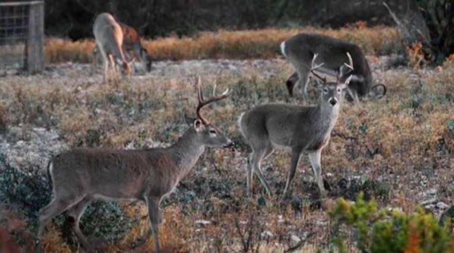 do deer remember being shot at