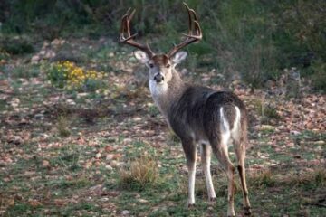 Do Deer Remember Food Sources? What Hunters Should Know