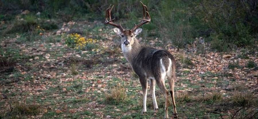 do deer remember food sources