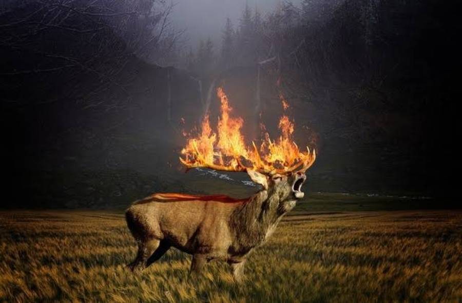 do deer return after a forest fire