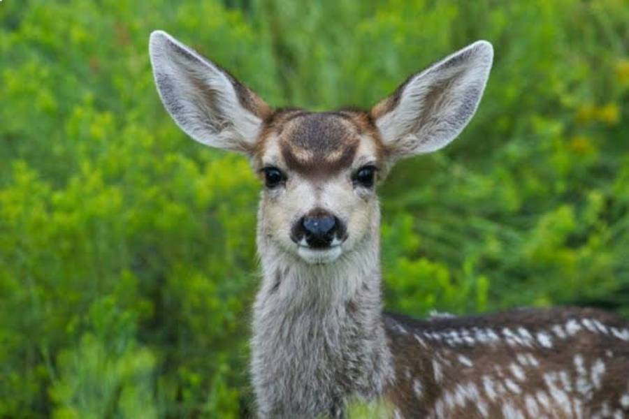 do deer sleep standing up