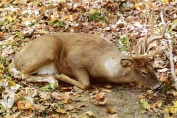Do Deer Sleep With Their Eyes Open? Explained
