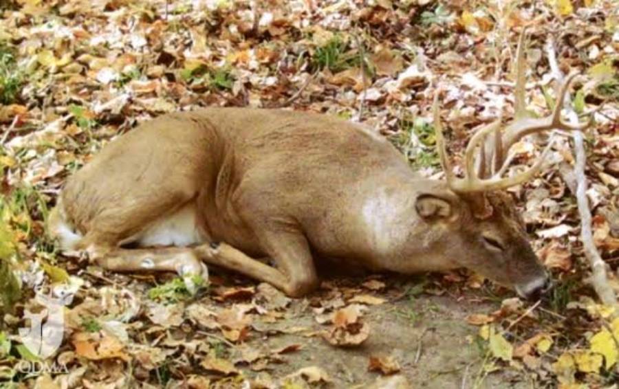 do deer sleep with their eyes open