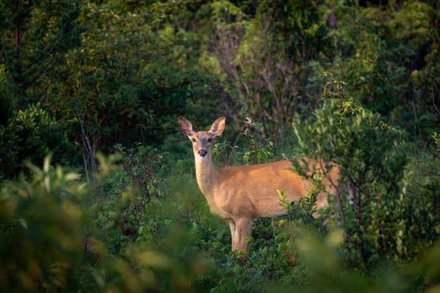 do deer travel through pine forests