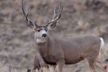 Do Deer Use Cattle Trails? What Hunters Should Know