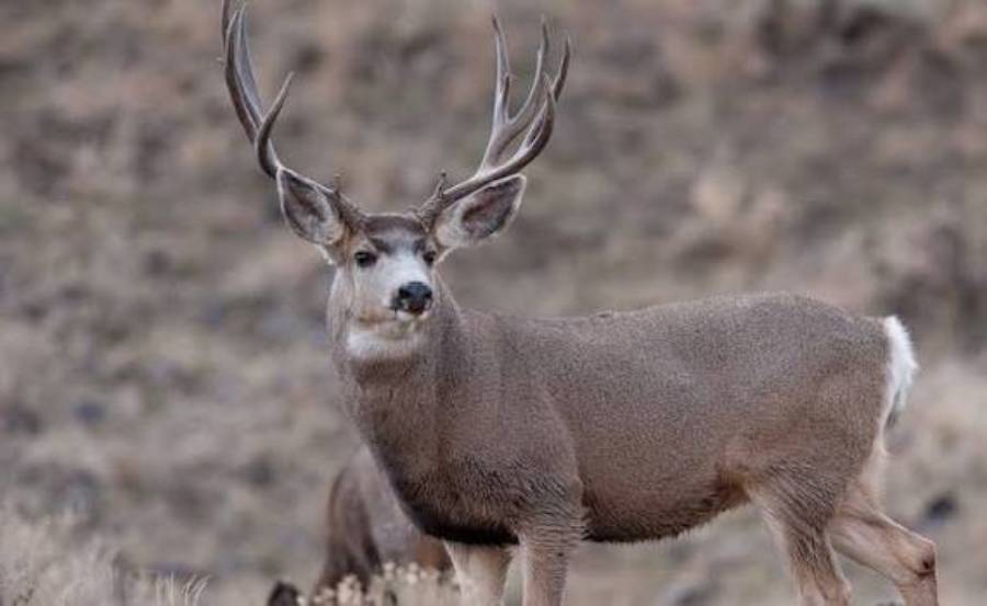 do deer use cattle trails