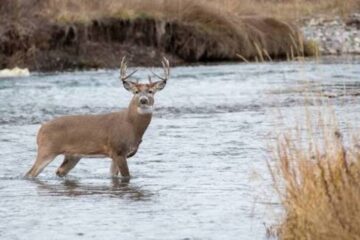 Do Deer Use Creek Beds for Travel? Hunting Guide