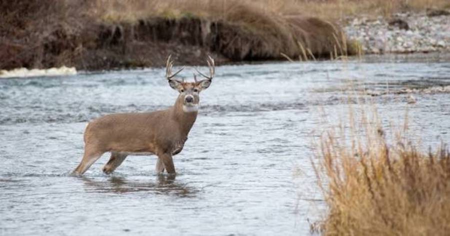 do deer use creek beds for travel