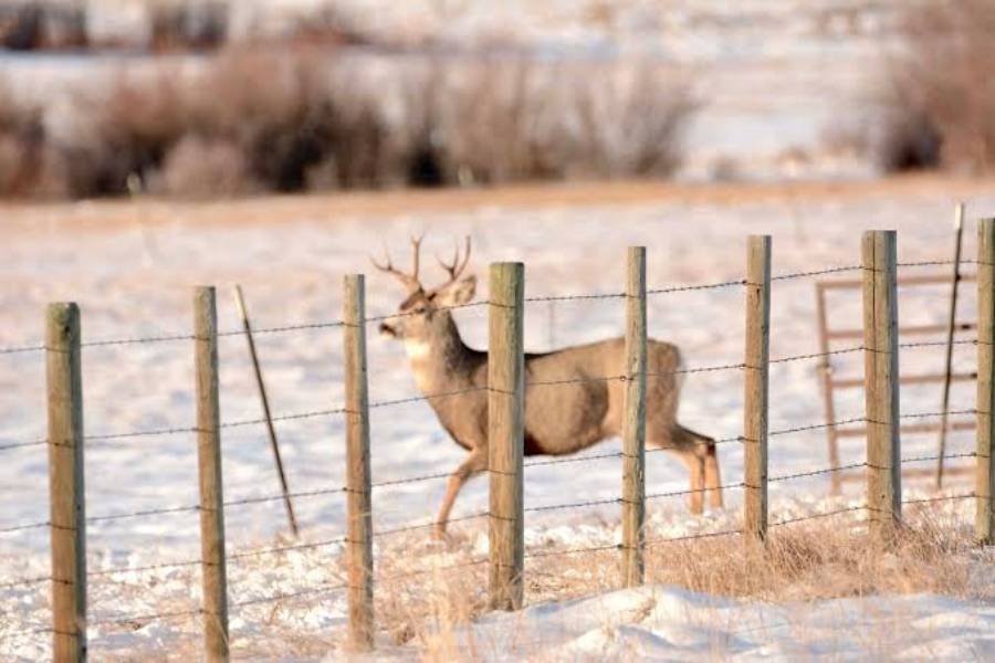 do deer use fences as travel routes