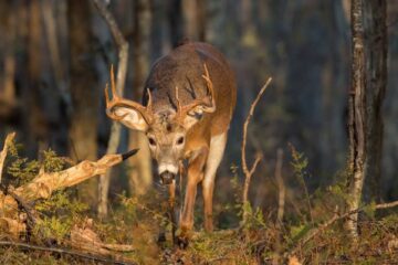 Do Deer Use Logging Clearcuts? Hunting Guide