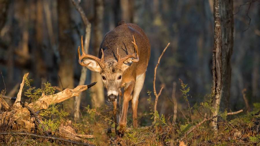 do deer use logging clearcuts