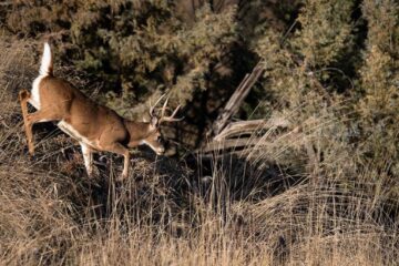 Do Deer Use Ravines as Travel Routes?