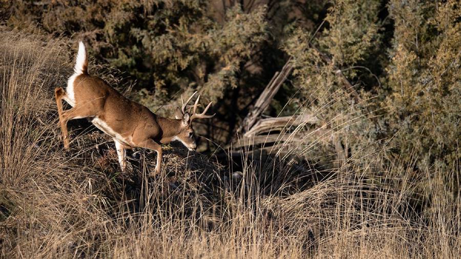 do deer use ravines as travel routes