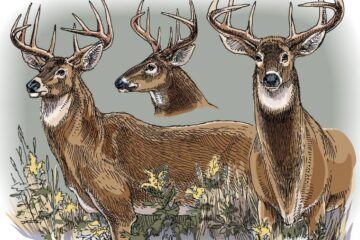 How to Age a Deer: A Complete Guide for Hunters