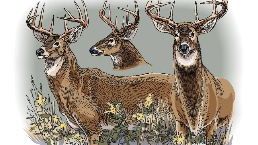 how to age a deer